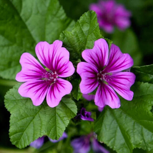 Interpharmacy - Μολόχα - 30gr