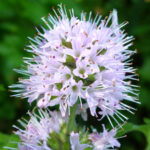 Interpharmacy - Φλισκούνι - 35g