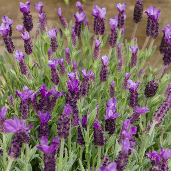 Interpharmacy - Λεβάντα - 30gr