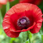 Interpharmacy - Παπαρουνόσπορος - 100gr